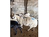 Pets & Livestock / Small Livestock / Sheep