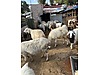 Pets & Livestock / Small Livestock / Sheep
