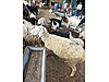 Pets & Livestock / Small Livestock / Sheep