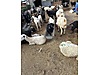 Pets & Livestock / Small Livestock / Sheep