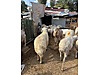 Pets & Livestock / Small Livestock / Sheep