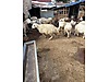 Pets & Livestock / Small Livestock / Sheep