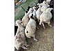 Pets & Livestock / Small Livestock / Sheep
