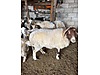 Pets & Livestock / Small Livestock / Sheep