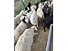 Pets & Livestock / Small Livestock / Sheep
