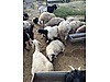 Pets & Livestock / Small Livestock / Sheep