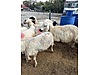 Pets & Livestock / Small Livestock / Sheep