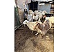 Pets & Livestock / Small Livestock / Sheep
