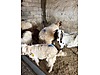 Pets & Livestock / Small Livestock / Sheep