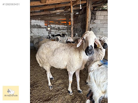 Pets & Livestock / Small Livestock / Sheep