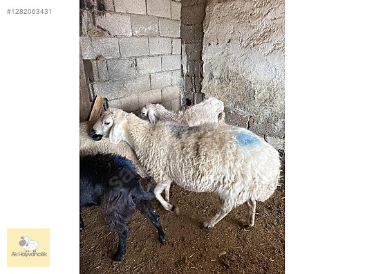 Pets & Livestock / Small Livestock / Sheep