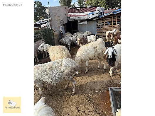 Pets & Livestock / Small Livestock / Sheep