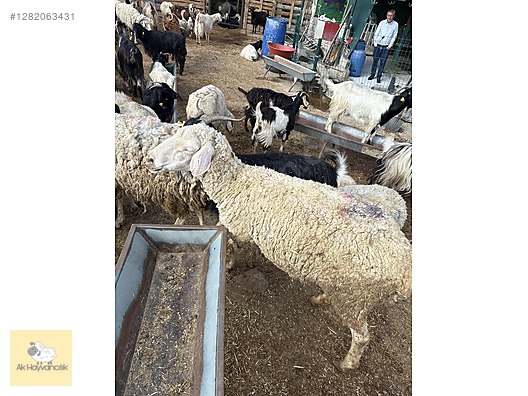 Pets & Livestock / Small Livestock / Sheep