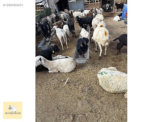 Pets & Livestock / Small Livestock / Sheep