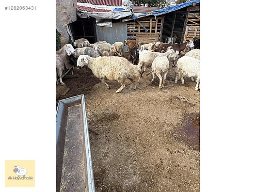 Pets & Livestock / Small Livestock / Sheep