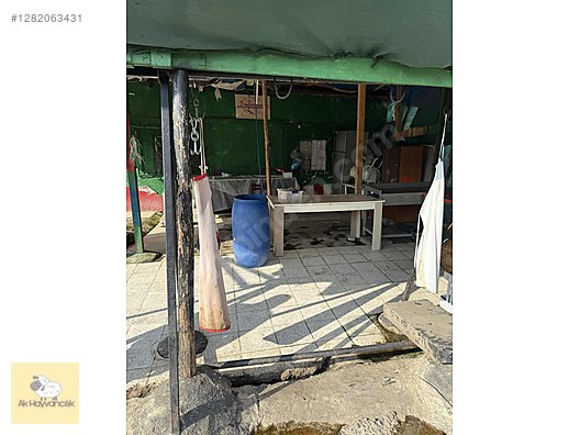 Pets & Livestock / Small Livestock / Sheep