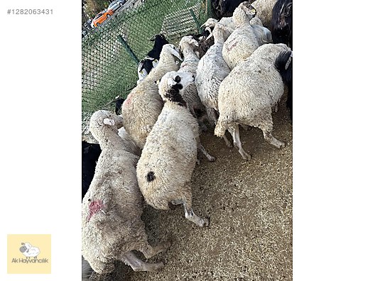 Pets & Livestock / Small Livestock / Sheep