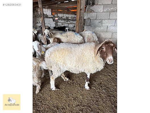 Pets & Livestock / Small Livestock / Sheep