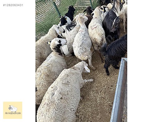 Pets & Livestock / Small Livestock / Sheep