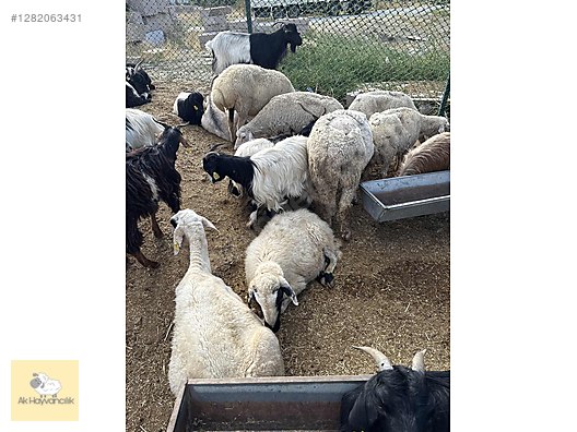 Pets & Livestock / Small Livestock / Sheep
