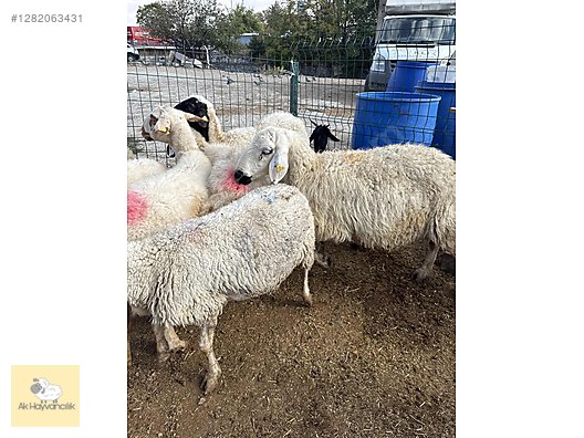 Pets & Livestock / Small Livestock / Sheep