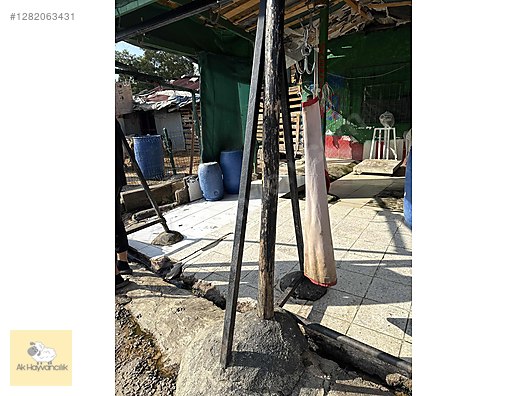 Pets & Livestock / Small Livestock / Sheep