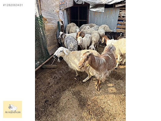 Pets & Livestock / Small Livestock / Sheep