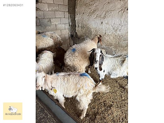 Pets & Livestock / Small Livestock / Sheep