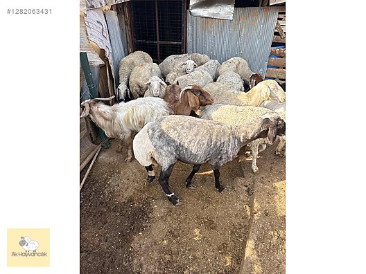 Pets & Livestock / Small Livestock / Sheep