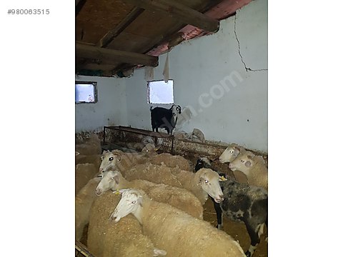 koyun bursa karacabey merinos anac kuzulaci damizlik adak ve kurban sahibinden comda 980063515 koyun bursa karacabey merinos anac kuzulaci damizlik adak ve kurban sahibinden comda 980063515