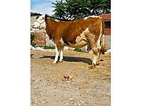 satilik inek cinsleri ve fiyatlari sahibinden com da