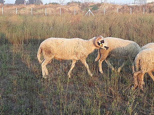 Sheep Genc Agir Gebe Koyunlar Satlik At Sahibinden Com