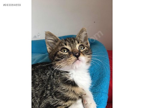 kedi tekir hap kadar minnos bebek sahibinden comda 983064659 kedi tekir hap kadar minnos bebek sahibinden comda 983064659