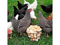 AŞILI 81 GÖNDERİM BULUNUR HER ÇEŞİT VAR #1197066922