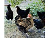 Pets & Livestock / Poultry & Fowl / Chickens