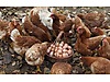 Pets & Livestock / Poultry & Fowl / Chickens
