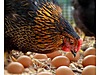 Pets & Livestock / Poultry & Fowl / Chickens