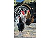 Pets & Livestock / Poultry & Fowl / Chickens
