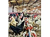 Pets & Livestock / Poultry & Fowl / Chickens