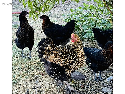 Pets & Livestock / Poultry & Fowl / Chickens