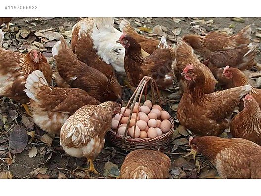 Pets & Livestock / Poultry & Fowl / Chickens
