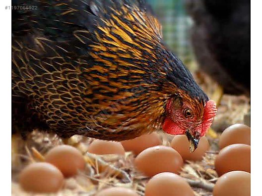 Pets & Livestock / Poultry & Fowl / Chickens