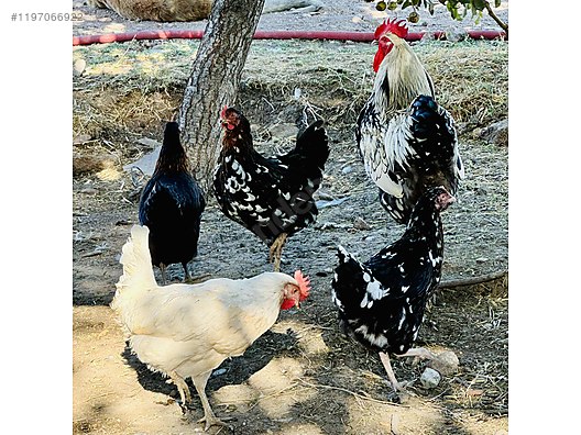 Pets & Livestock / Poultry & Fowl / Chickens