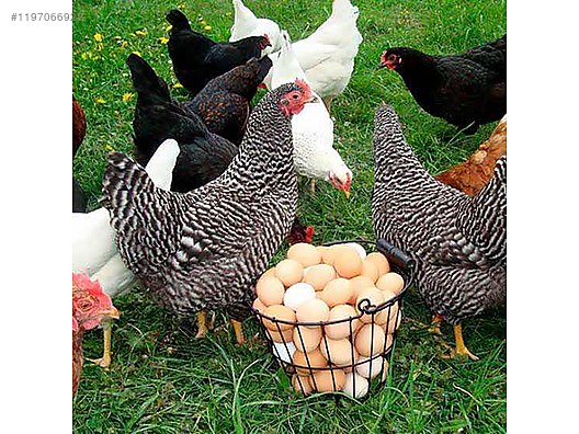 Pets & Livestock / Poultry & Fowl / Chickens