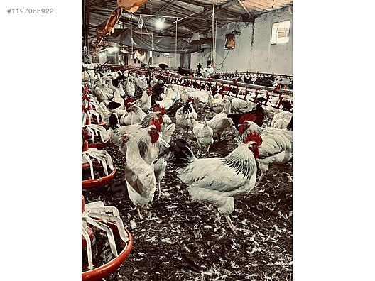 Pets & Livestock / Poultry & Fowl / Chickens