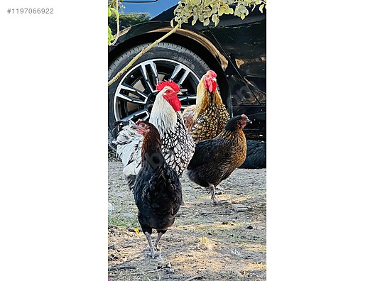 Pets & Livestock / Poultry & Fowl / Chickens