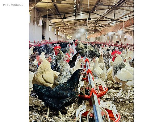 Pets & Livestock / Poultry & Fowl / Chickens