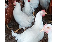 Silivri Satilik Tavuk Cinsleri Ve Fiyatlari Sahibinden Com Da Silivri Satilik Tavuk Cinsleri Ve Fiyatlari Sahibinden Com Da