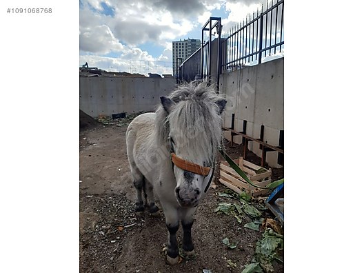 telli yatak ordu merkez escort