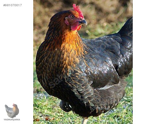 tavuk ataks lohman tinted yumurta tavugu tum turkiye genelinde adrese sahibinden comda 981070017